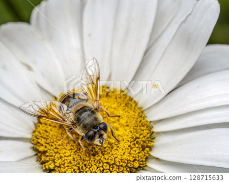 Focused Close-Up of Bee Pollinating a Daisy Flower in Natural Environment 128715633
