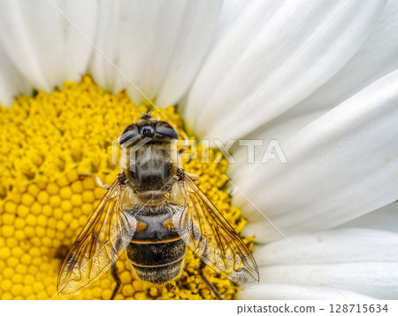 Focused Close-Up of Bee Pollinating a Daisy Flower in Natural Environment 128715634