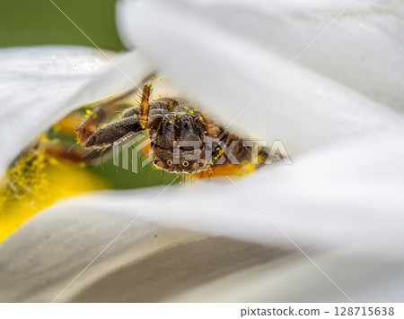Close-Up of Napoleon Spider with Vibrant Colors on Flower Petals and Stamen 128715638