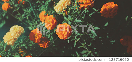 Bright orange marigolds are joined by colorful autumn leaves in a seasonal arrangement. Bright orange marigolds are joined by colorful autumn leaves in a seasonal arrangement. 128716020