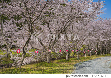 Cherry blossoms along the river at Shishigahana Park in Iwata City (Shizuoka Prefecture) Cherry blossoms along the river at Shishigahana Park in Iwata City (Shizuoka Prefecture) 128716118