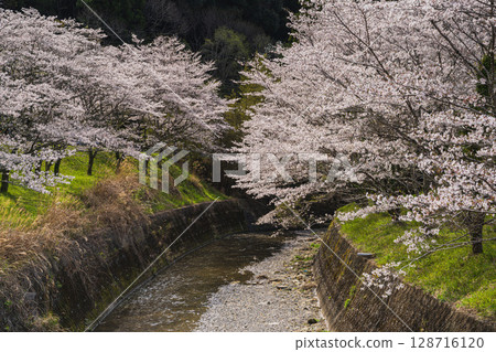 Cherry blossoms along the river at Shishigahana Park in Iwata City (Shizuoka Prefecture) Cherry blossoms along the river at Shishigahana Park in Iwata City (Shizuoka Prefecture) 128716120