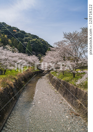 Cherry blossoms along the river at Shishigahana Park in Iwata City (Shizuoka Prefecture) Cherry blossoms along the river at Shishigahana Park in Iwata City (Shizuoka Prefecture) 128716122