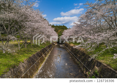 Cherry blossoms along the river at Shishigahana Park in Iwata City (Shizuoka Prefecture) Cherry blossoms along the river at Shishigahana Park in Iwata City (Shizuoka Prefecture) 128716306