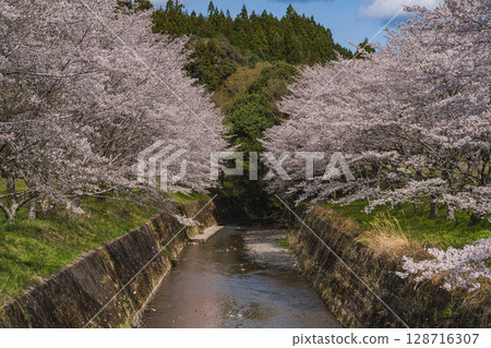 Cherry blossoms along the river at Shishigahana Park in Iwata City (Shizuoka Prefecture) Cherry blossoms along the river at Shishigahana Park in Iwata City (Shizuoka Prefecture) 128716307