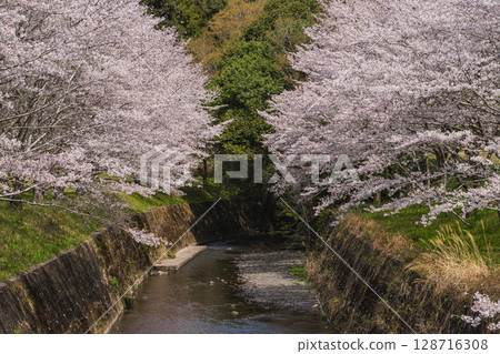Cherry blossoms along the river at Shishigahana Park in Iwata City (Shizuoka Prefecture) Cherry blossoms along the river at Shishigahana Park in Iwata City (Shizuoka Prefecture) 128716308