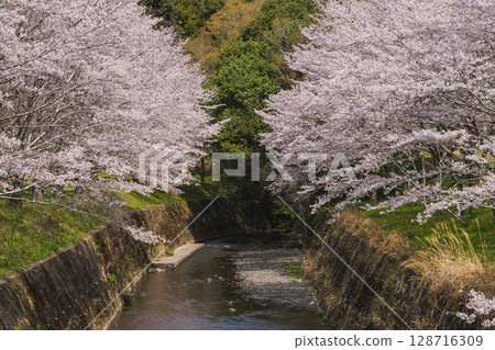 Cherry blossoms along the river at Shishigahana Park in Iwata City (Shizuoka Prefecture) Cherry blossoms along the river at Shishigahana Park in Iwata City (Shizuoka Prefecture) 128716309