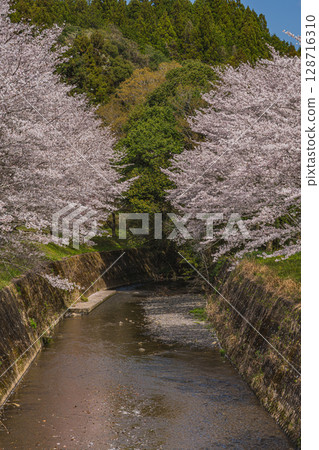 Cherry blossoms along the river at Shishigahana Park in Iwata City (Shizuoka Prefecture) Cherry blossoms along the river at Shishigahana Park in Iwata City (Shizuoka Prefecture) 128716310
