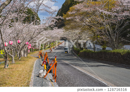 Cherry blossoms along the river at Shishigahana Park in Iwata City (Shizuoka Prefecture) 128716316