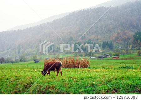 Young bull grazes on green autumn pasture in pouring rain in village Young bull grazes on green autumn pasture in pouring rain in village 128716398