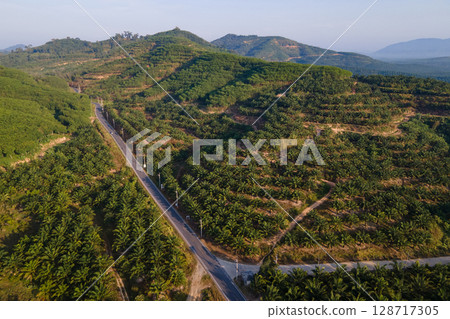 Aerial view of scenic road in the area of palm tree plantation garden on the hills 128717305