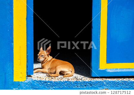 Sweet dog at the beautiful colonial town of Concepcion in Antioquia, Colombia. 128717512