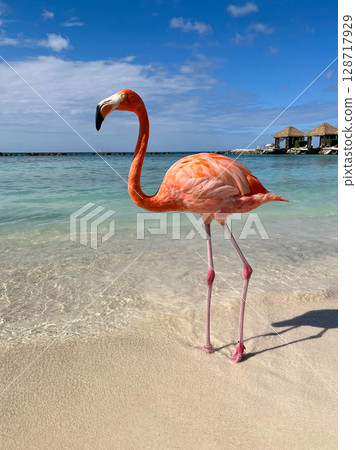A flamingo at the beach on Aruba A flamingo at the beach on Aruba 128717929