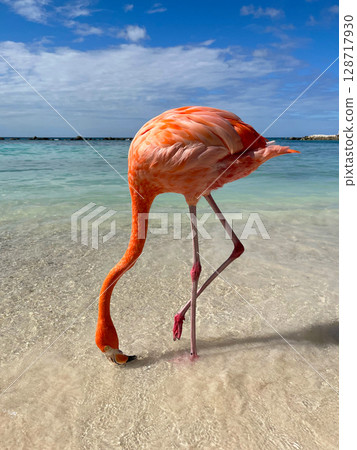 A flamingo at the beach on Aruba 128717930