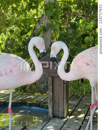 Two flamingos at the background of green leaves at the Aruba beach Two flamingos at the background of green leaves at the Aruba beach 128717931
