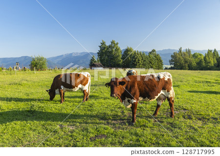 Cows grazing in a green field in Slovakia, near Veterna Poruba, Zilinsky kraj 128717995