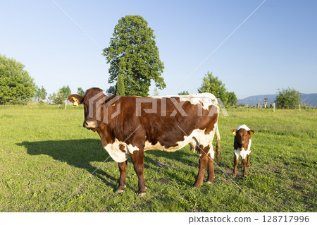 Hereford cow and calf grazing in green meadow in Slovakia Hereford cow and calf grazing in green meadow in Slovakia 128717996