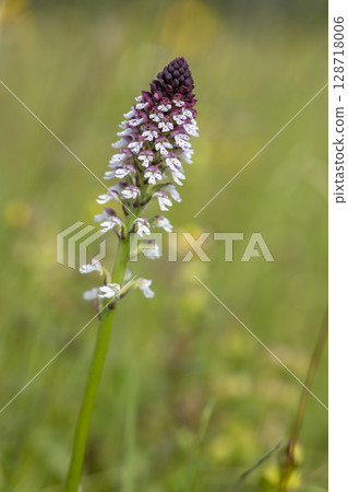 Burnt tip Orchid growing in Lesnica, Slovakia 128718006