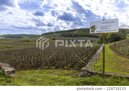 Echezeaux Grand Cru vineyard in Vougeot, Burgundy, France, showing vines and information sign 128718133