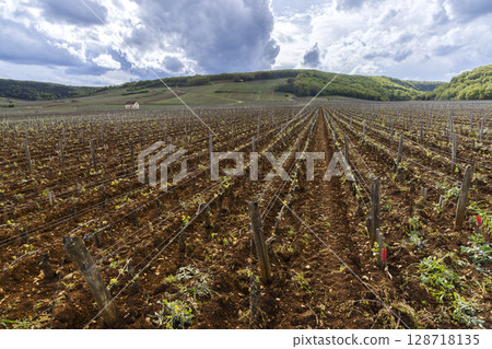 Vineyard in spring showing vine stocks, brown soil and cloudy sky in Burgundy, France 128718135