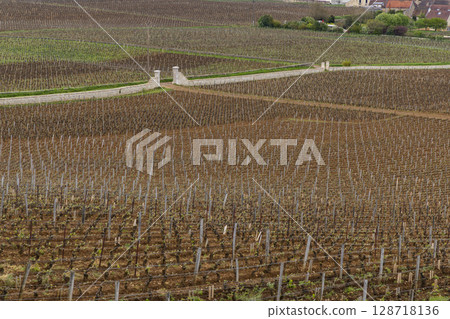 Vosne Romanee vineyards creating geometric patterns in the Cote d'Or, Bourgogne Franche Comte, France 128718136
