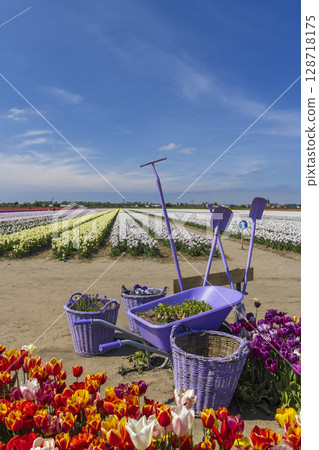 Gardening tools and colorful tulips blooming in a field in Hillegom, Netherlands 128718175