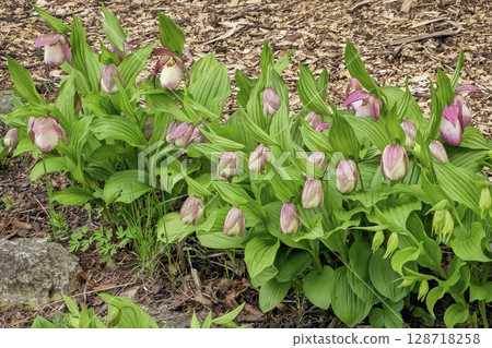 shrub with a blooming orchid slipper, a garden hybrid shrub with a blooming orchid slipper, a garden hybrid 128718258