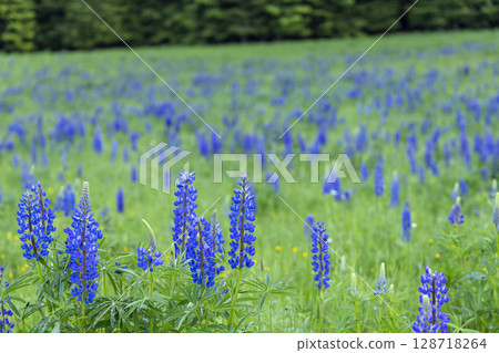 Blue lupine flowers growing in a field near Landstejn, Czechia 128718264