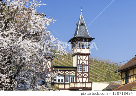 Blooming cherry tree near traditional alsatian house with vineyards in Ribeauville, France Blooming cherry tree near traditional alsatian house with vineyards in Ribeauville, France 128718454