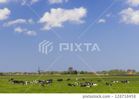 Peaceful Cows Grazing in Warmond Countryside 128718458