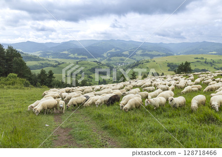Flock of sheep grazing on a green meadow in Pieniny National park (Pieninsky narodni park), Slovakia with Lesnica Valley in the background 128718466