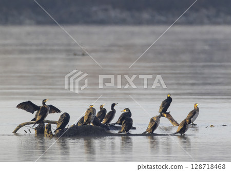 Great cormorants drying wings on Rhone river in Codolet, Gard, France Great cormorants drying wings on Rhone river in Codolet, Gard, France 128718468
