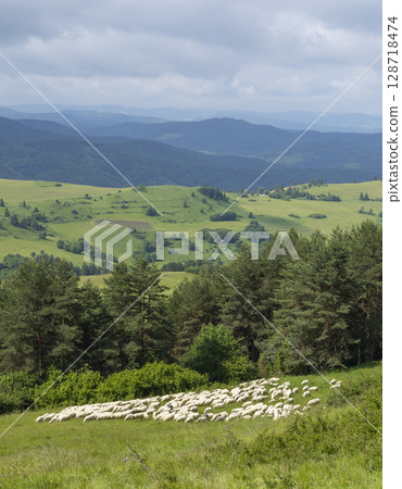 Flock of Sheep Grazing in Scenic Slovakian Hills 128718474
