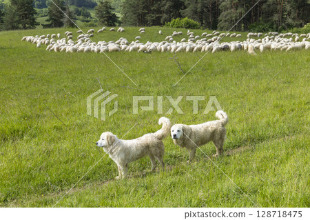 Guard Dogs Herding Sheep in Slovakian Countryside Guard Dogs Herding Sheep in Slovakian Countryside 128718475