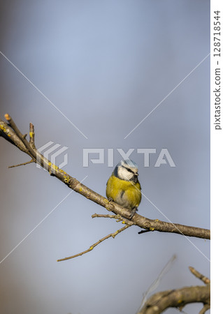 Eurasian blue tit perched on a branch in Czechia 128718544