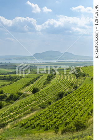 Vineyards covering the hills of South Moravia in Czechia under a cloudy sky 128718546