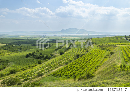 Scenic Vineyards Covering Rolling Hills in South Moravia, Czechia, under a Cloudy Sky Scenic Vineyards Covering Rolling Hills in South Moravia, Czechia, under a Cloudy Sky 128718547