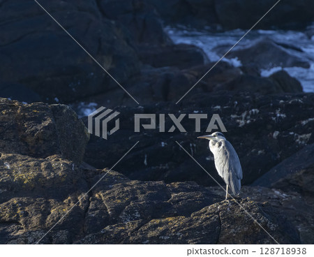 Grey heron standing on rocks in Brittany, France Grey heron standing on rocks in Brittany, France 128718938