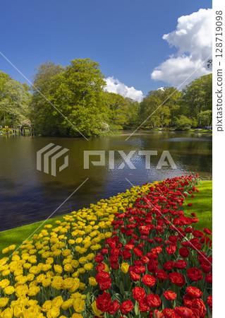 Colorful tulips blooming along a pond in Keukenhof Gardens, Lisse, Netherlands 128719098