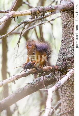 Eurasian red squirrel eating a pine cone sitting on a branch in Slovakia 128719220