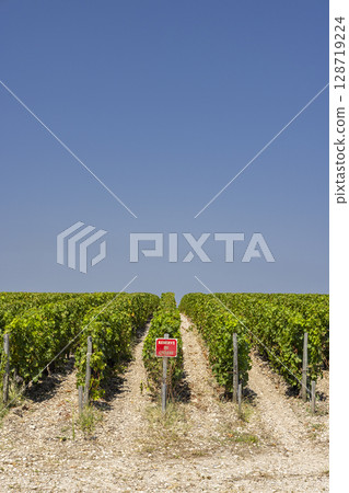 Rows of grapevines growing in Saint Julien Beychevelle vineyard in France Rows of grapevines growing in Saint Julien Beychevelle vineyard in France 128719224
