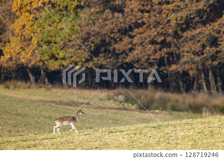 Fallow deer running on meadow in autumn in Slovakia Fallow deer running on meadow in autumn in Slovakia 128719246