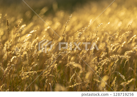Golden hour light illuminating tall grass in a field 128719256
