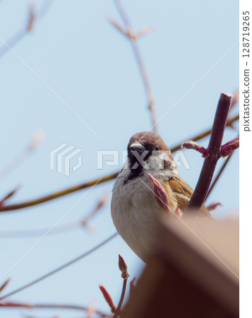 以垂直構圖拍攝麻雀 128719265