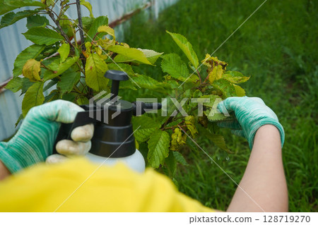 Work in the garden, summer treatment of trees from aphids. Aphids are pests in the garden. Fruit trees treatment from parasites attack. Garden problems and solution. Closeup. Work in the garden, summer treatment of trees from aphids. Aphids are pests in the garden. Fruit trees treatment from parasites attack. Garden problems and solution. Closeup. 128719270