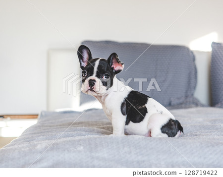 Cute puppy sitting on the bed in the living room Cute puppy sitting on the bed in the living room 128719422