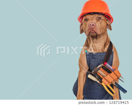 Cute brown dog, apron and orange helmet Cute brown dog, apron and orange helmet 128719425