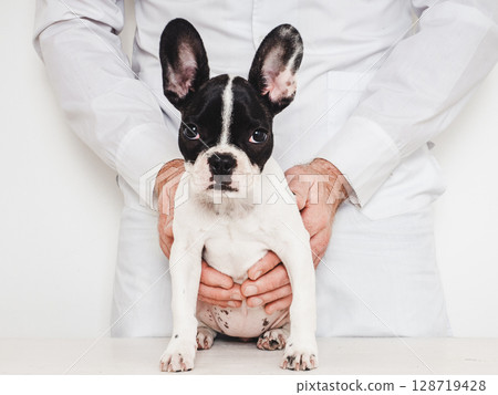 Cute puppy and doctor. Close-up, isolated background Cute puppy and doctor. Close-up, isolated background 128719428