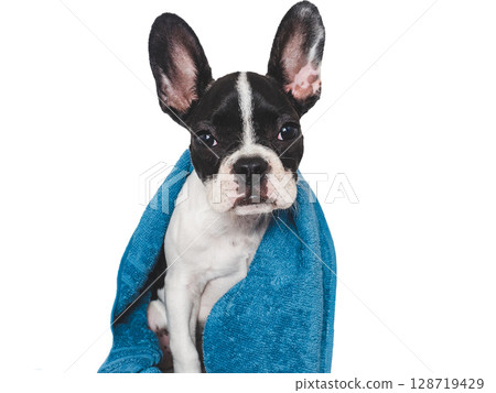 Cute brown puppy and blue towel. Close-up 128719429
