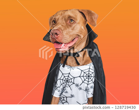 Happy Halloween. Charming dog and Count Dracula costume. Happy Halloween. Charming dog and Count Dracula costume. 128719430